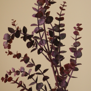 Dark Green Parvifolia ""Gunni"" - Eucalyptus Leaves - Dark - Green