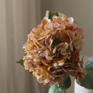 Orange Hydrangea Flower - Orange