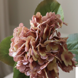 Rose Hydrangea Flower - Rose